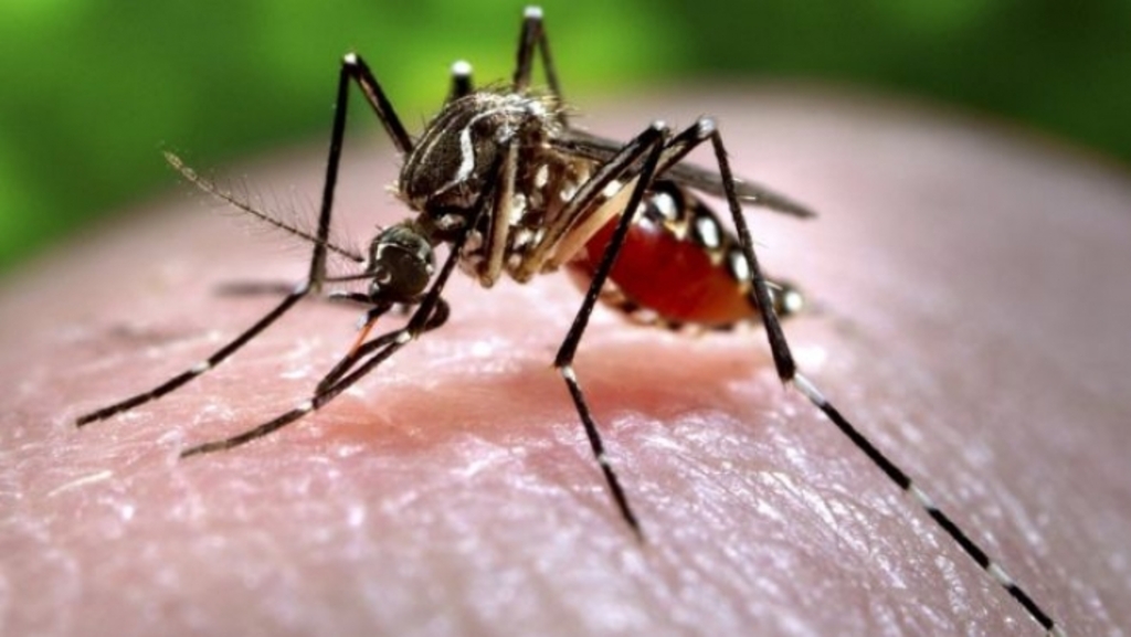 título imagem Notificações de zika vírus aumentam no país em relação a 2022