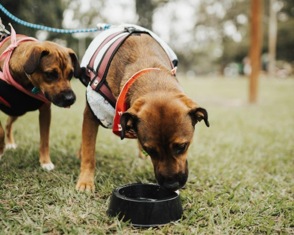 Tem pets em casa? Ofereça água tratada aos animais