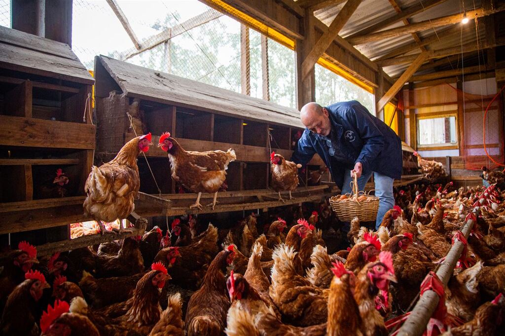 Bem-estar animal e aumento da renda: você sabe a diferença entre a produção de ovos de galinhas livres de gaiolas e a tradicional?