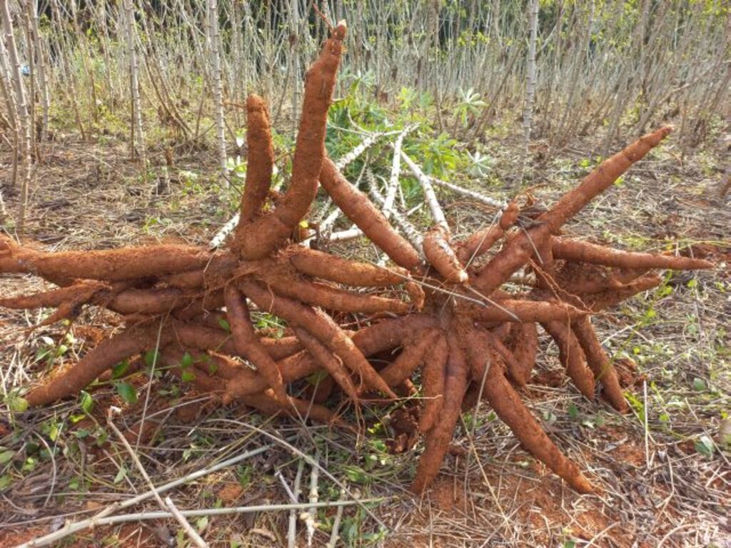 Epagri desenvolve duas variedades de mandioca que se destacam pela alta produtividade