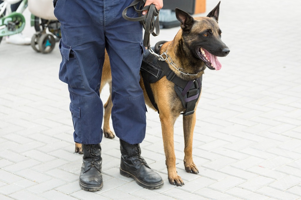 Seminário de rastreamento humano e rastreamento com cão acontece em Joinville