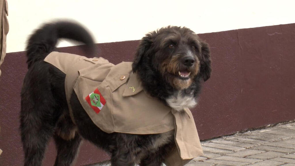 Foto: Polícia Militar / Divulgação - 