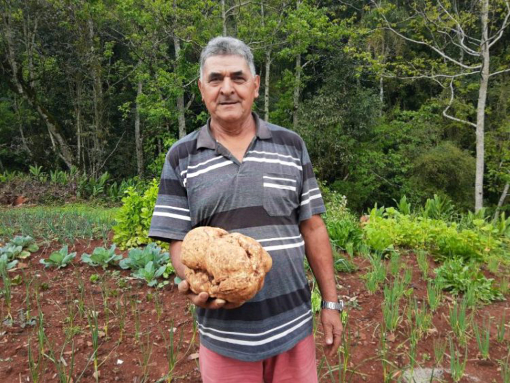 Agricultor Ipirense colhe batata doce gigante