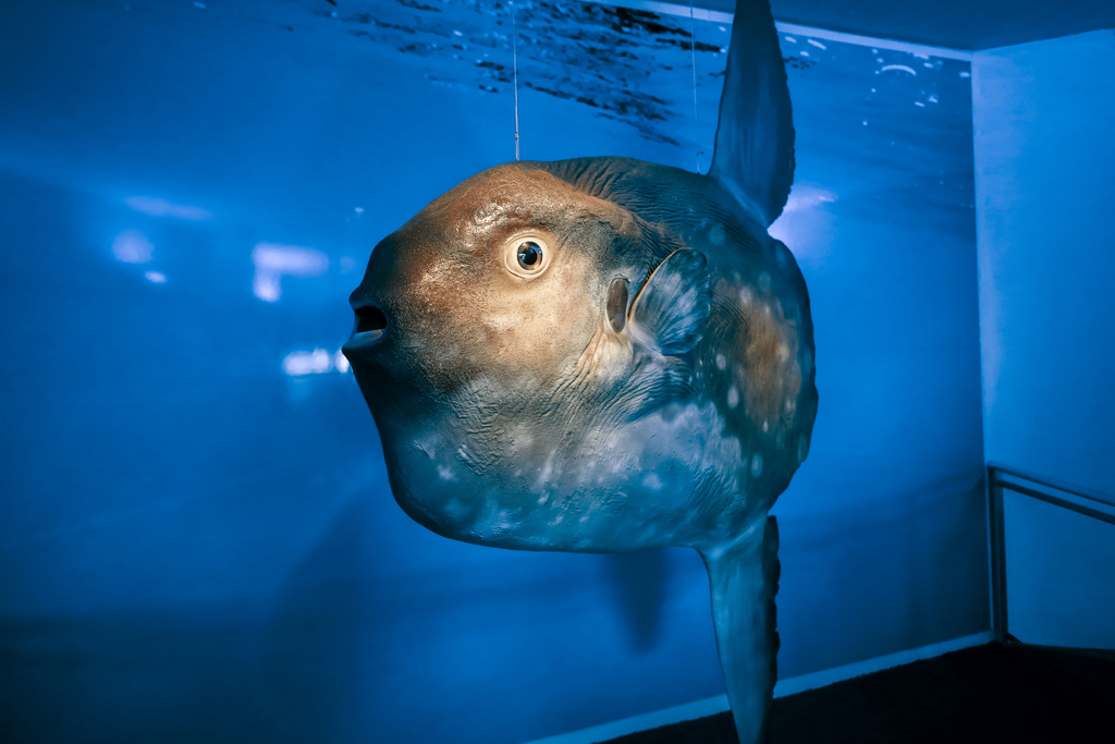 Museu Oceanográfico celebra 70 anos de dedicação ao ambiente marinho