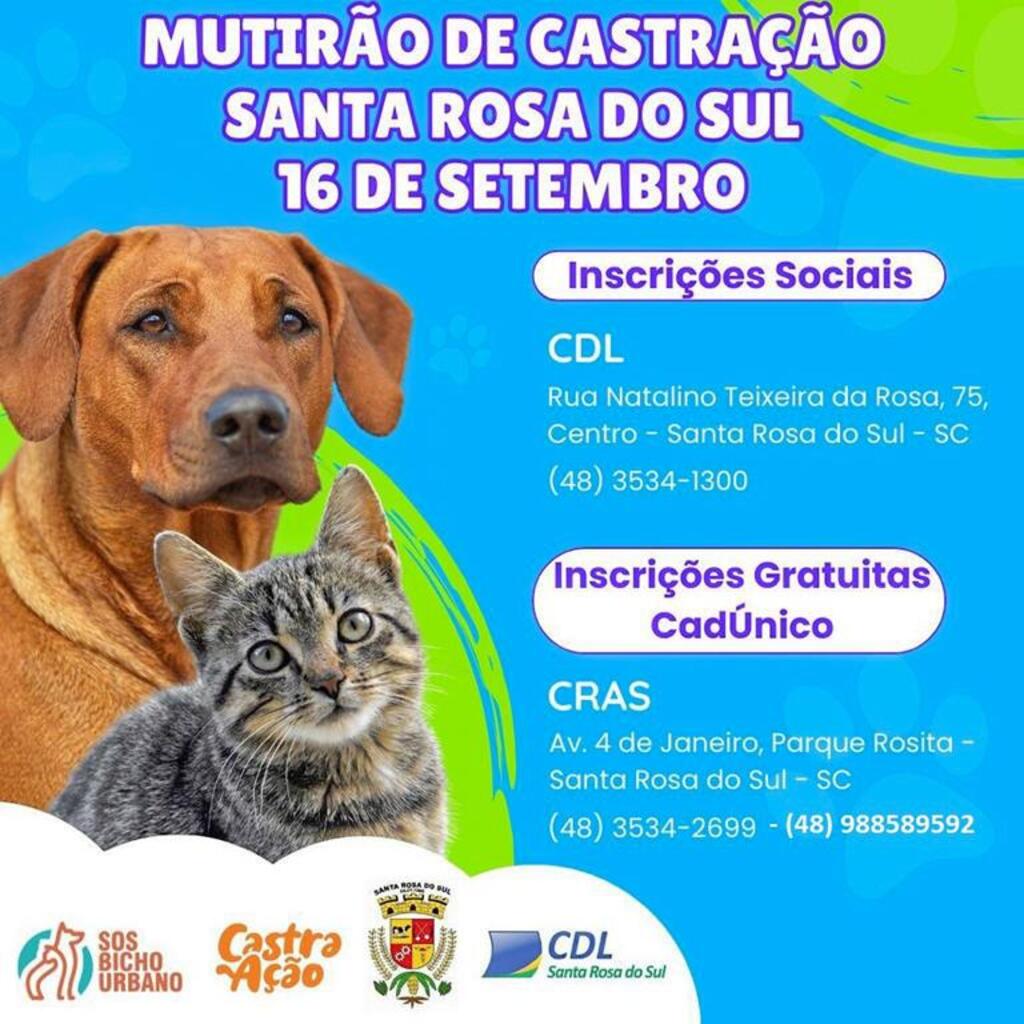 MUNICÍPIO DE SANTA ROSA DO SUL REALIZARÁ MUTIRÃO DE CASTRAÇÃO