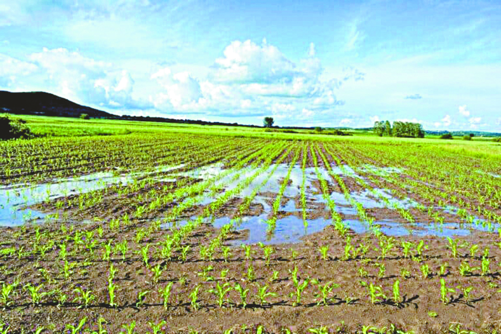 Fortes chuvas no Estado preocupam o agronegócio