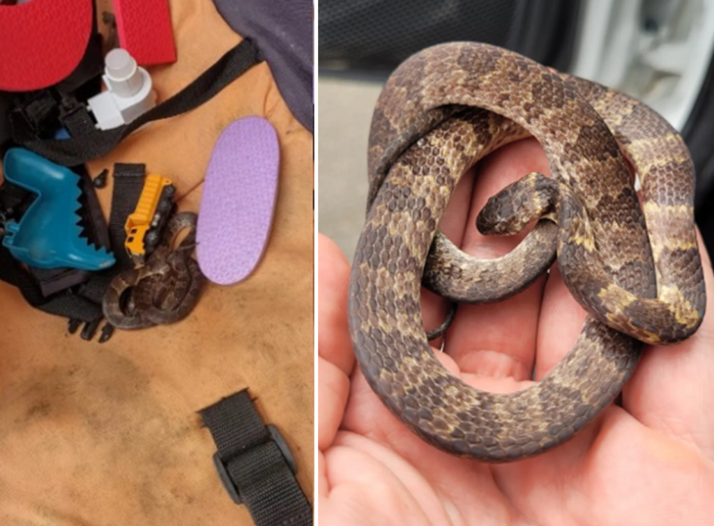 Cobra é encontrada dentro de carrinho de bebê em casa de SC