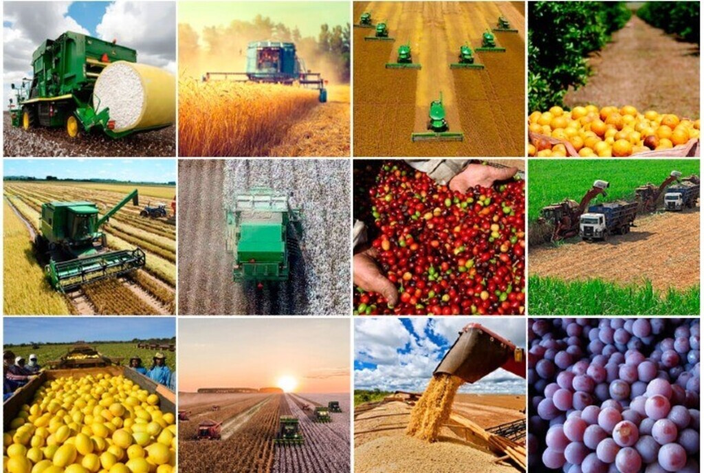 Foto: Portal do Agronegócio - 