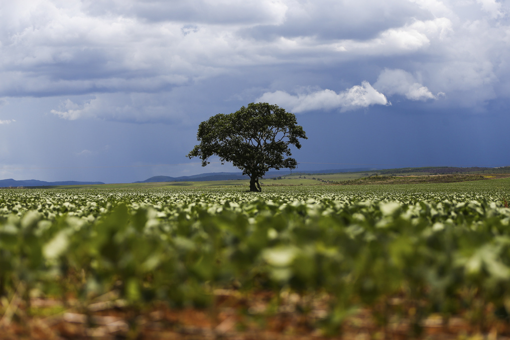 Foto: Agência Brasil - - A estimativa de produção de agosto para a soja foi de 150,3 milhões de toneladas