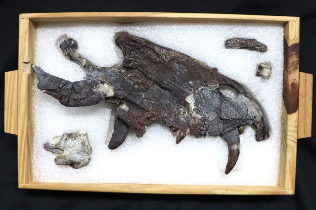 título imagem Pesquisadores da Unipampa descobrem em São Gabriel novo fóssil do predador mais antigo que os dinossauros