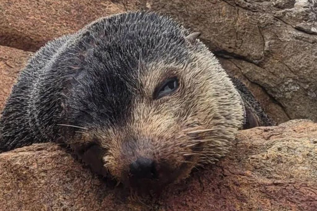 Lobo-marinho passa dias descansando em praias de SC e recebe soro para hidratação; FOTOS