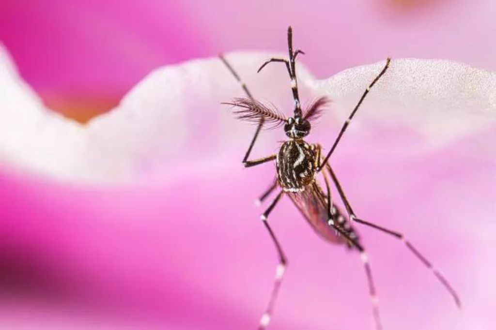  - Doença cresce em SC enquanto cobertura vacinal cai – Foto: Reprodução/Microbiologist