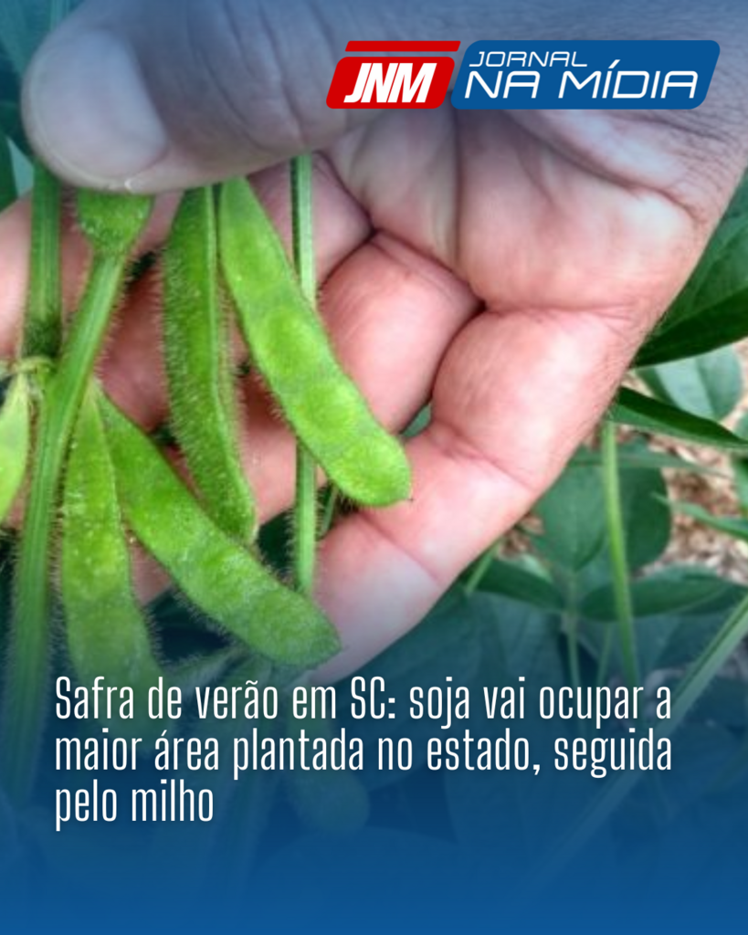 Safra de verão em SC: soja vai ocupar a maior área plantada no estado, seguida pelo milho