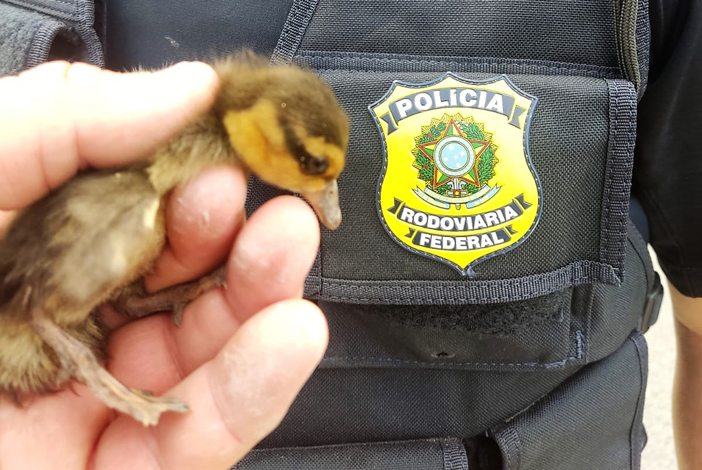 PRF salva família de patos silvestres às margens da BR 470