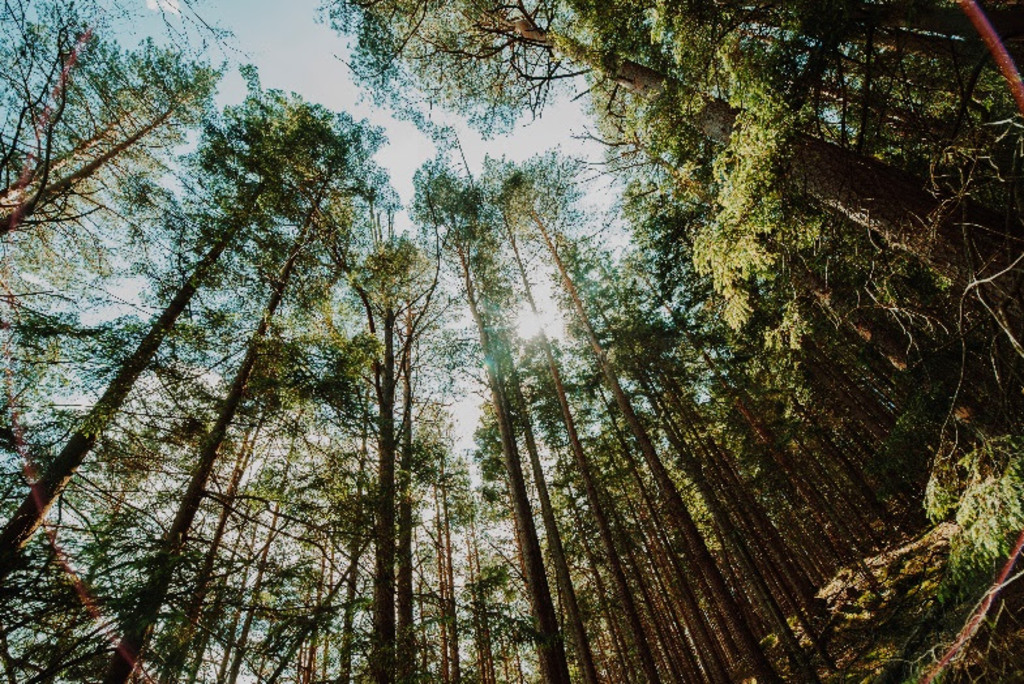 Dia da Árvore: veja iniciativas das franquias para colaborar com o reflorestamento do meio ambiente