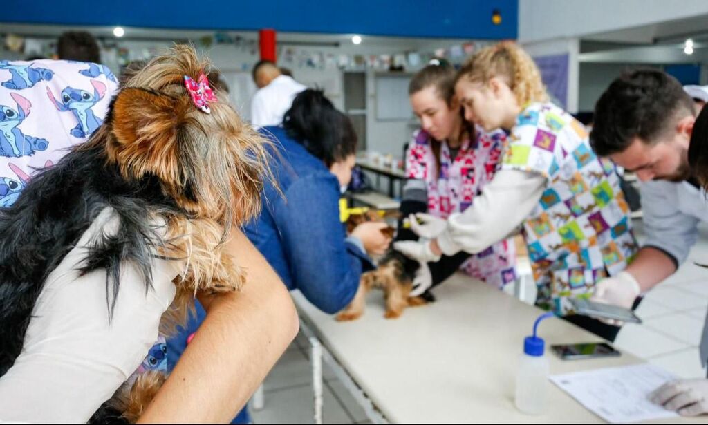 Mutirão implanta microchips em animais domésticos de Joinville