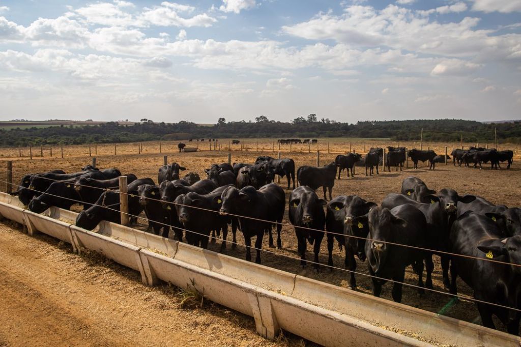 IBGE: pecuária brasileira colecionou recordes em 2022