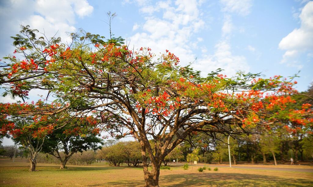 PRIMAVERA COMEÇA ÀS 3:H50 DESTE SÁBADO