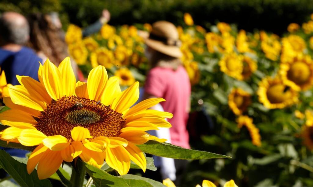 Inscrições abertas para o Concurso de Jardins 2023 