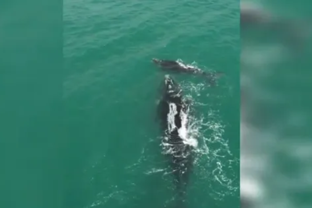 Baleia-franca e filhote são flagrados perto da faixa de areia de praia em Florianópolis; VÍDEO