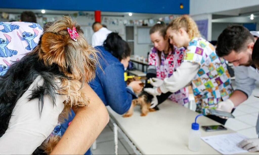 Joinville microchipa mais de 2.600 cães e gatos em mutirões neste ano