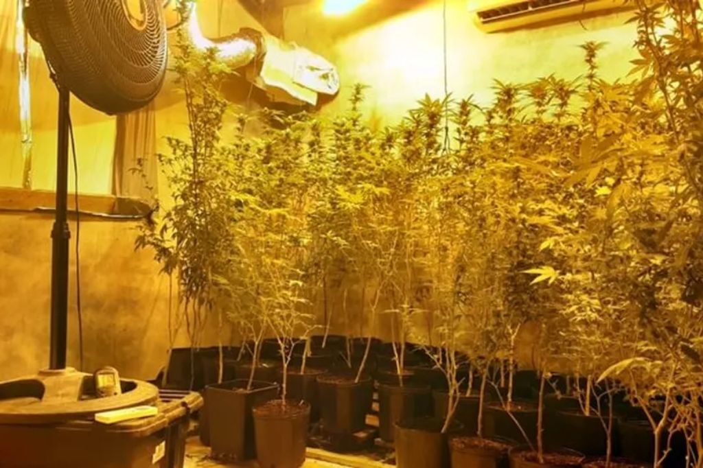  - Estufa de maconha foi encontrada em um dos cômodos — Foto: PM/ Divulgação