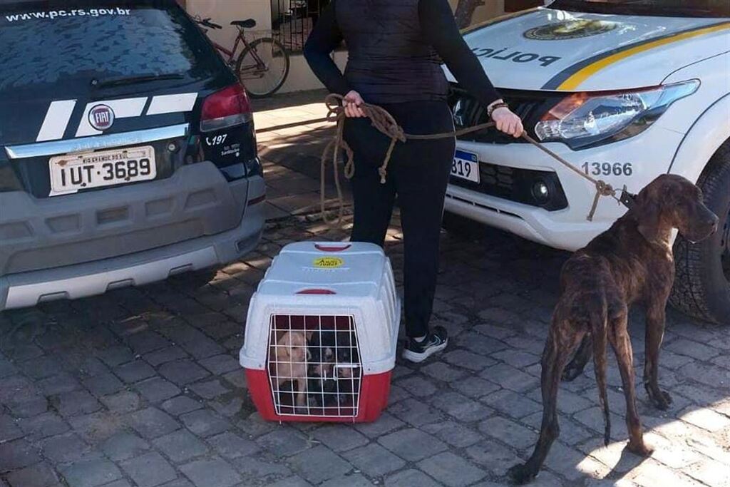 Polícia resgata cães em situação de maus-tratos em cidade da região