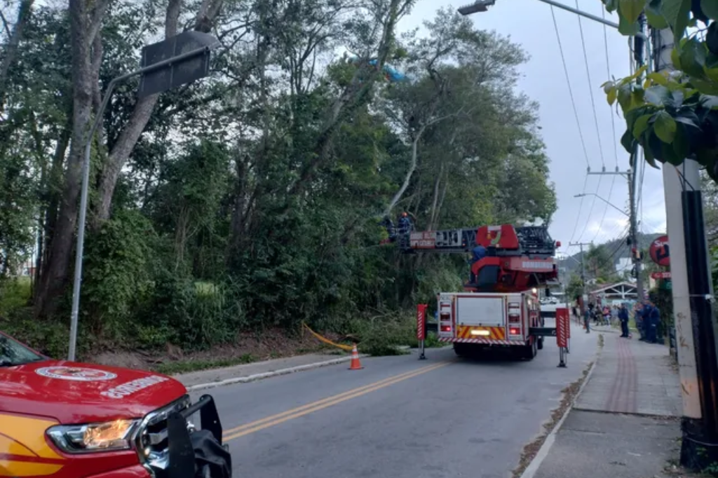  - Turista norte-americado foi resgatado de árvore em Florianópolis — Foto: Corpo de Bombeiros/ Divulgação