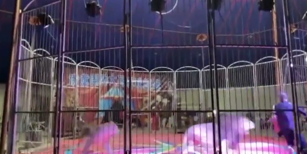 título imagem VÍDEO: domador de circo é atacado por leão em cidade da China