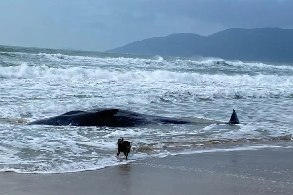  - Baleia encalha na praia do Morro das Pedras, em Florianópolis — Foto: Anna Júlia Pimenta/Arquivo Pessoal