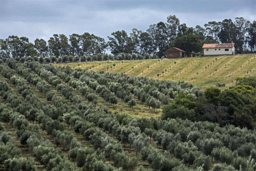 Foto: Fernando K, (Prosperato, Divulgação) - A olivicultura, que é o cultivo de oliveiras para a produção de azeites, também será debatido no encontro que ocorrerá neste mês