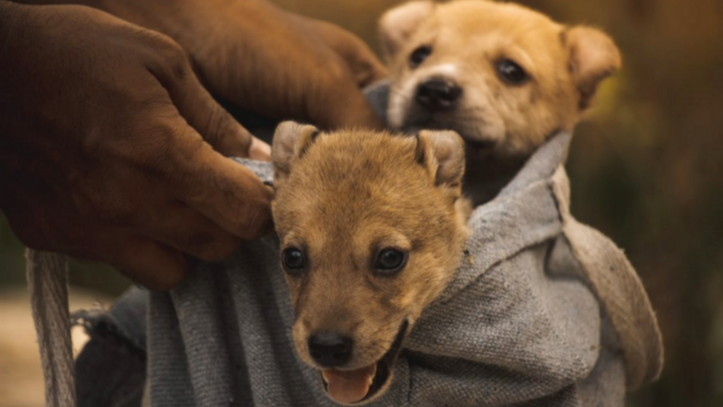 Benção aos animais acontece neste domingo