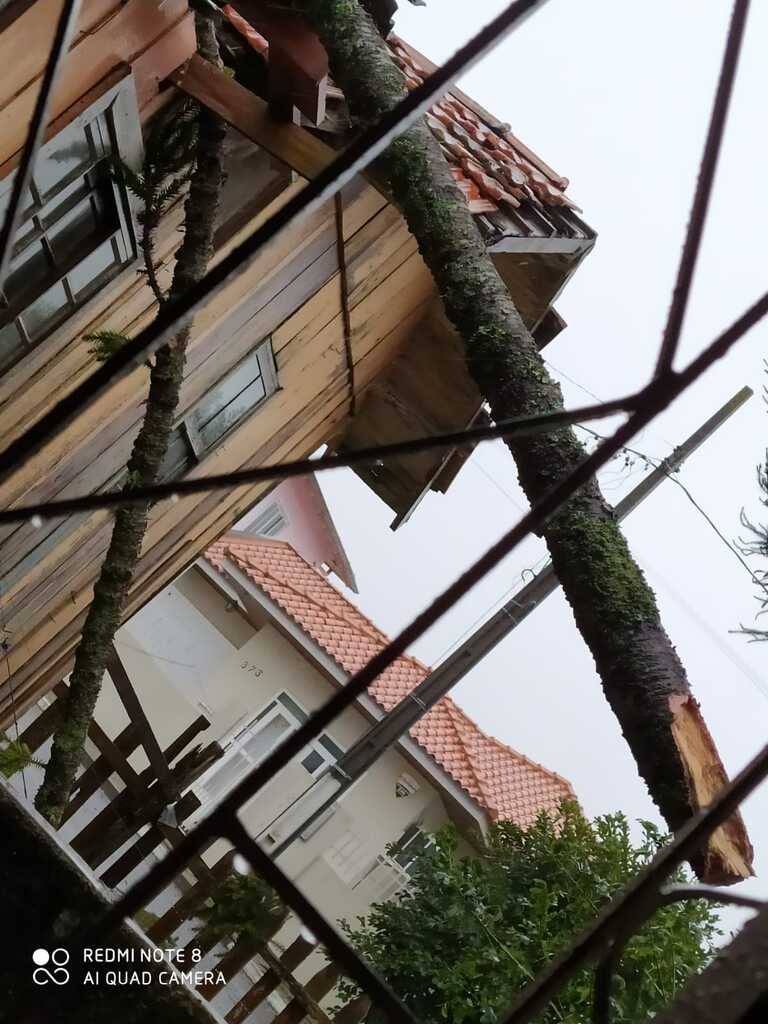 Moradora teme que pinheiro caia sobre sua casa