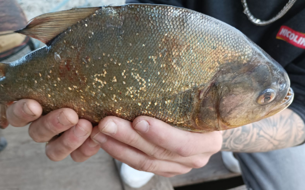 Piranha-vermelha é encontrada pela primeira vez na Lagoa dos Patos