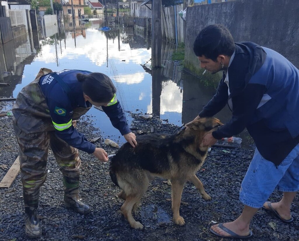 Mais de 200 animais são resgatados em Lages após alagamentos no final de semana
