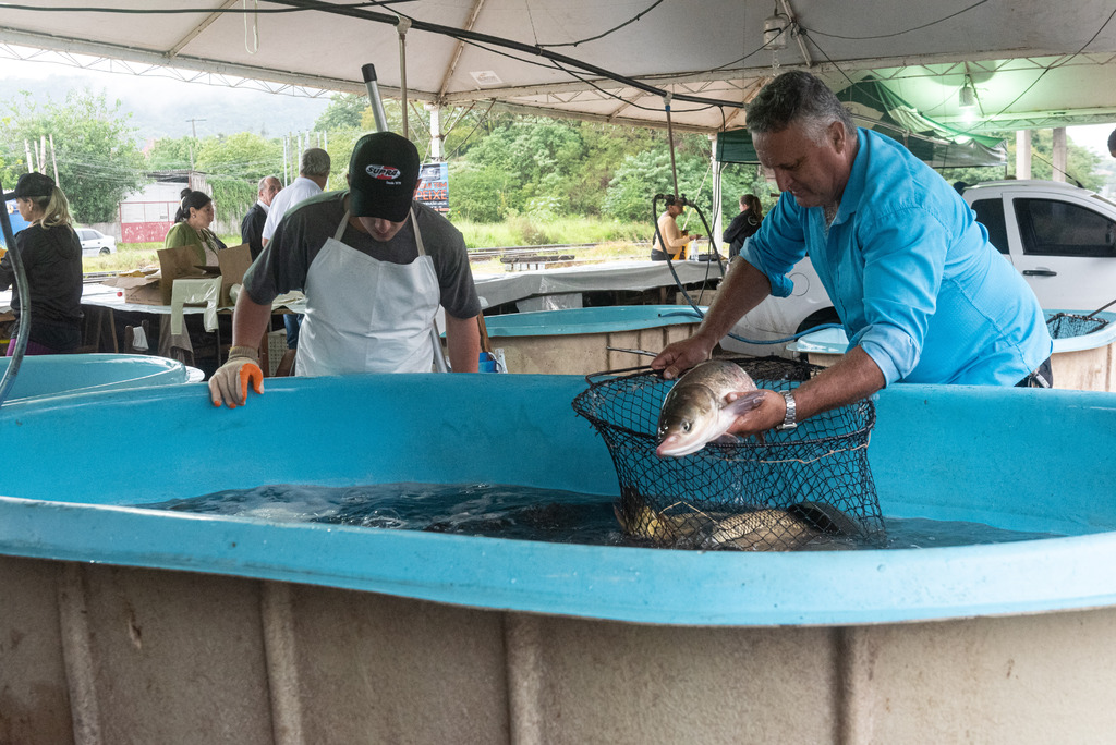 título imagem 31ª Feira do Peixe Vivo termina nesta sexta-feira em Santa Maria; veja onde garantir o pescado