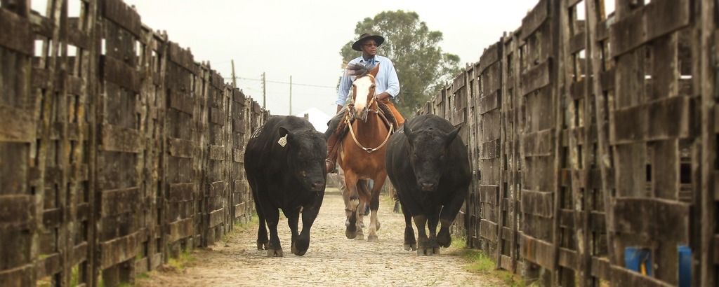 Foto: Edu Rickes - qualidade. Genética Angus é uma das principais presenças no parque de exposições para exposição e venda