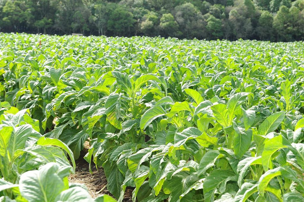 CHUVA E GRANIZO CAUSAM QUEDA NA PRODUÇÃO E PREJUÍZOS AOS AGRICULTORES DA REGIÃO