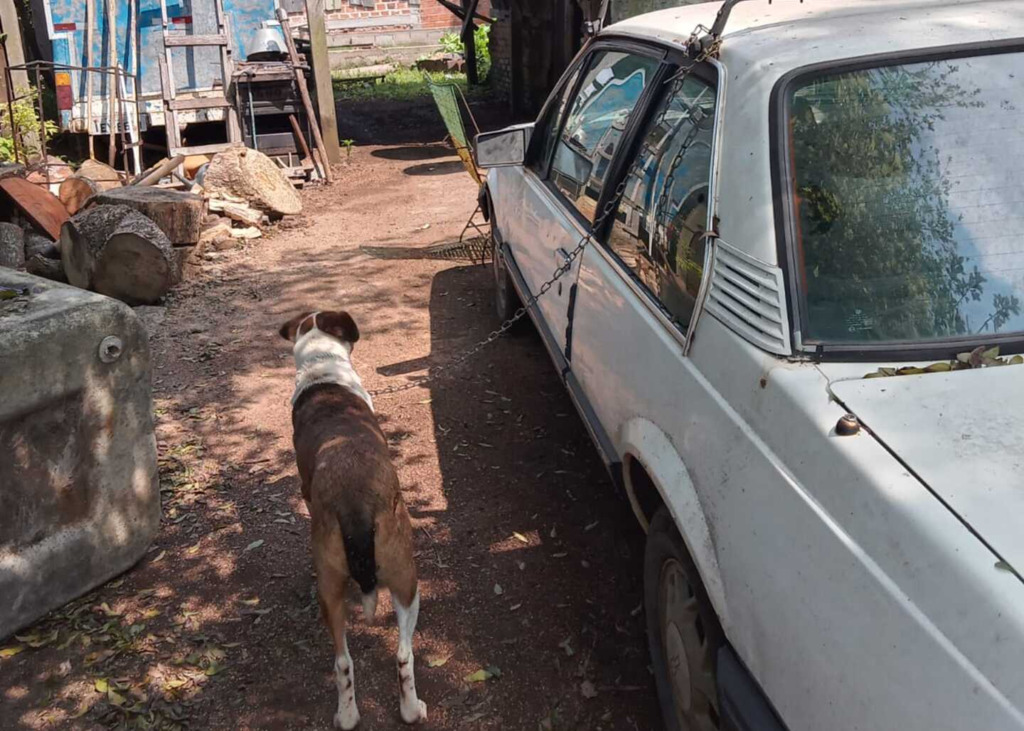 Idoso é autuado por amarrar cachorro ao seu carro e arrastá-lo pelas ruas de cidade da região