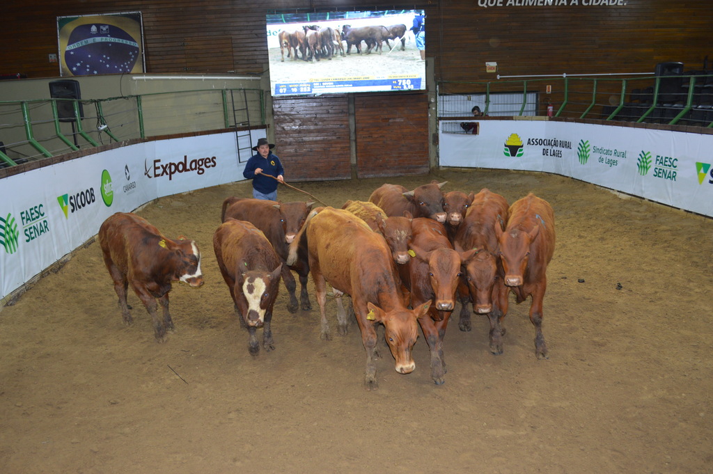 Feira de Gado Geral fecha programação da Expolages 2023