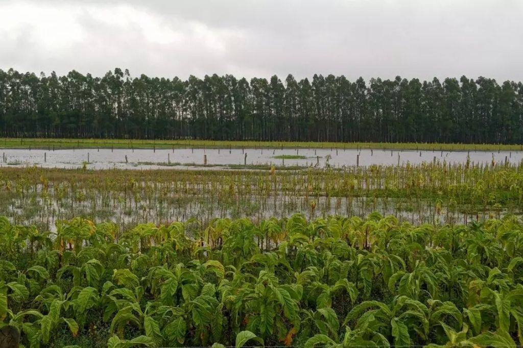 Levantamento preliminar aponta R$ 83 milhões em prejuízos na agricultura do Sul de SC