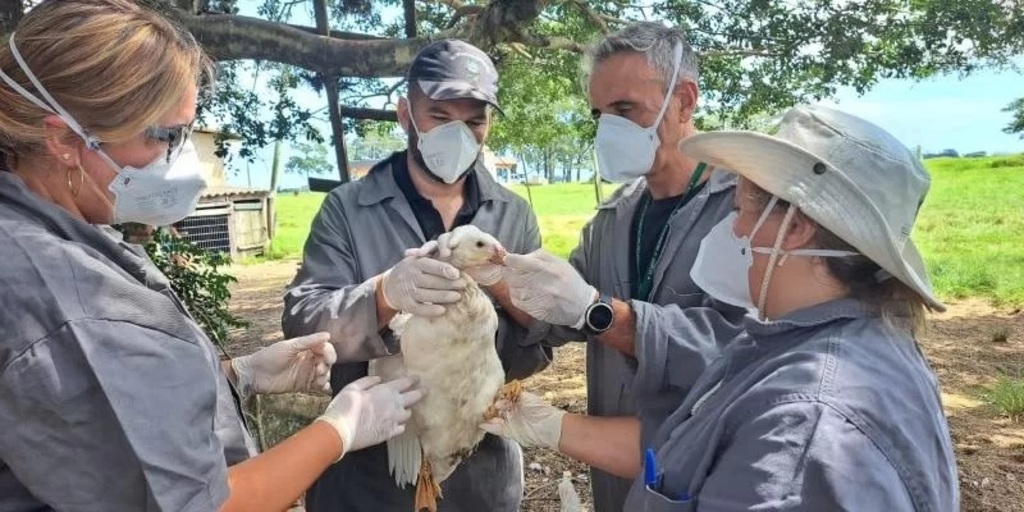 Sancionado crédito extra de R$ 200 milhões para ações de prevenção e combate à gripe aviária