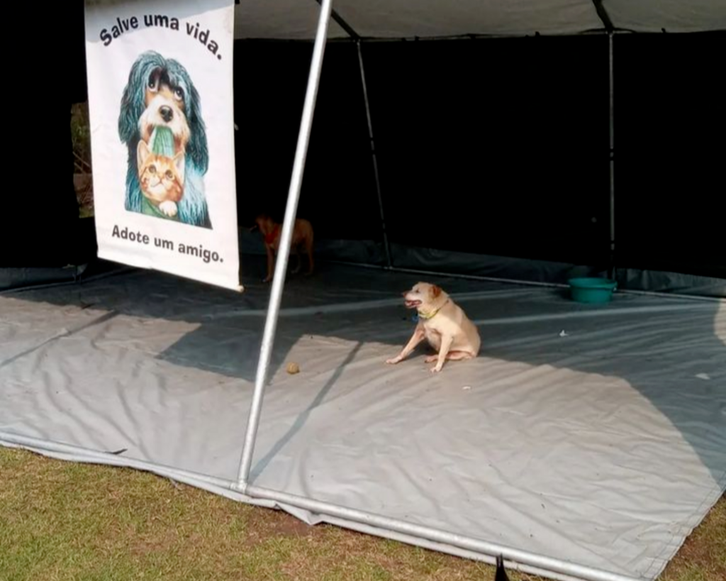 OktoberPet acontece no domingo na Praça da Estação