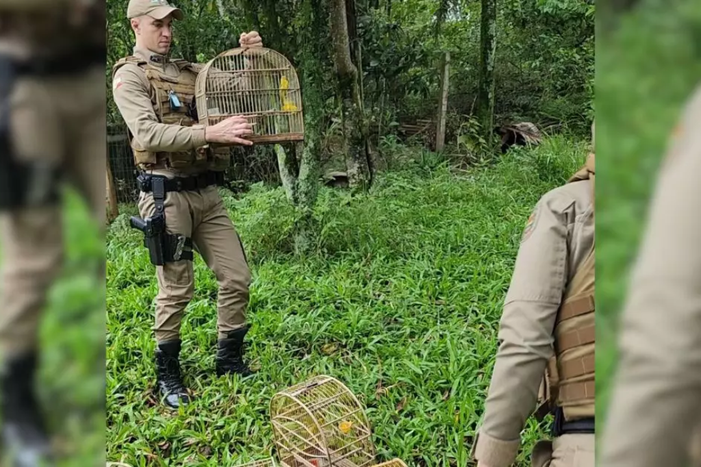  - Ao todo, 12 animais foram soltos pela PM. - Foto: divulgação Polícia Militar