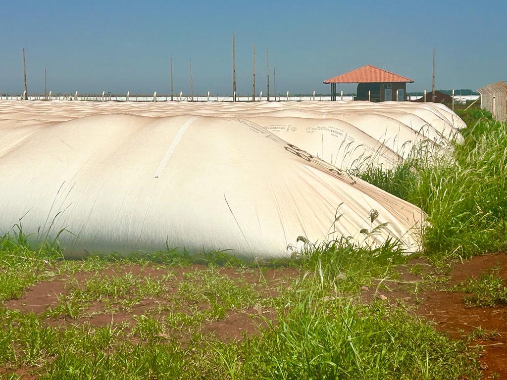 Estudo compara a qualidade dos grãos armazenados em silos bolsas e metálicos