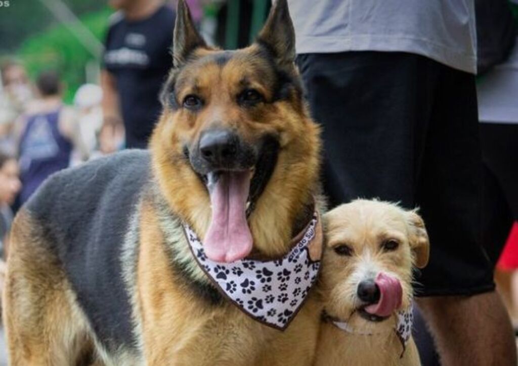 ”Cãominhada” movimenta Joinville com concurso de cães, feira de adoção e serviços de saúde para os pets