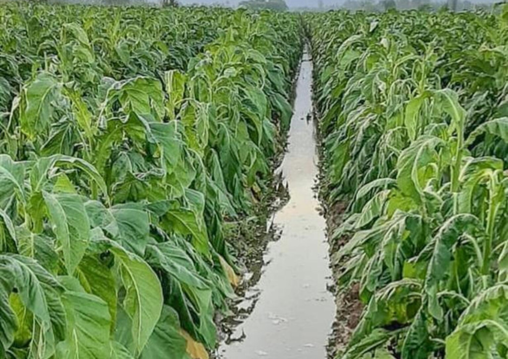 MUNICÍPIO DE SANTA ROSA DO SUL  DECRETA SITUAÇÃO DE EMERGÊNCIA POR CONTA DOS ESTRAGOS DAS CHUVAS
