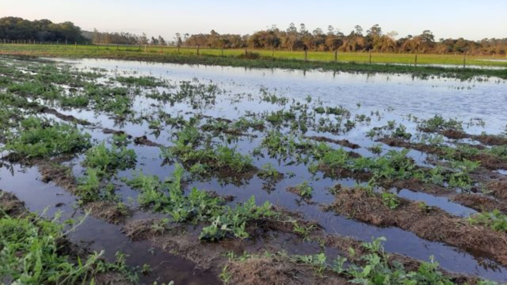 Divulgação / Epagri - Algumas plantações ficaram completamente submersas, como esta de melancia em Içara, no Sul Catarinense
