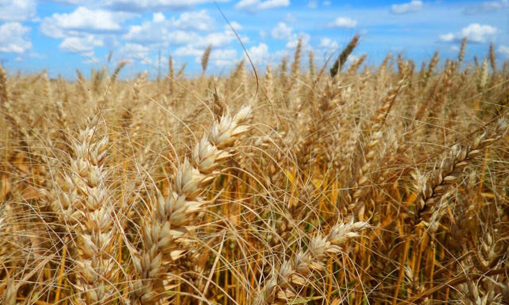 Leilões de apoio à comercialização de trigo estão marcados para terça-feira (31)