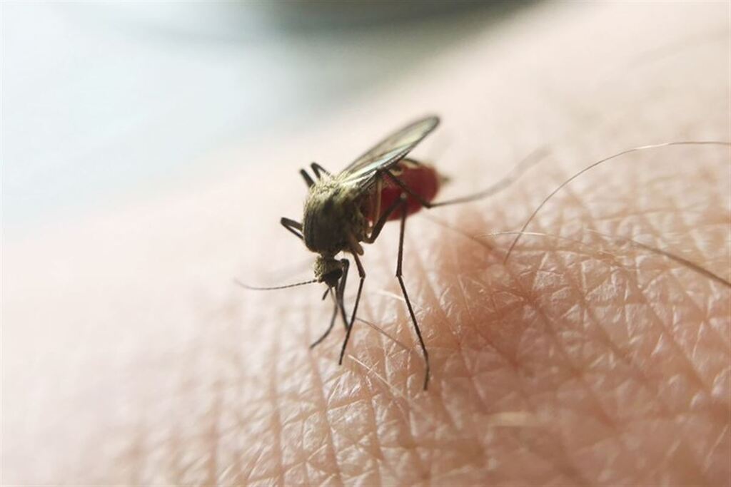 Diagnóstico de malária rende selo de agência da Organização Mundial de Saúde para o Brasil